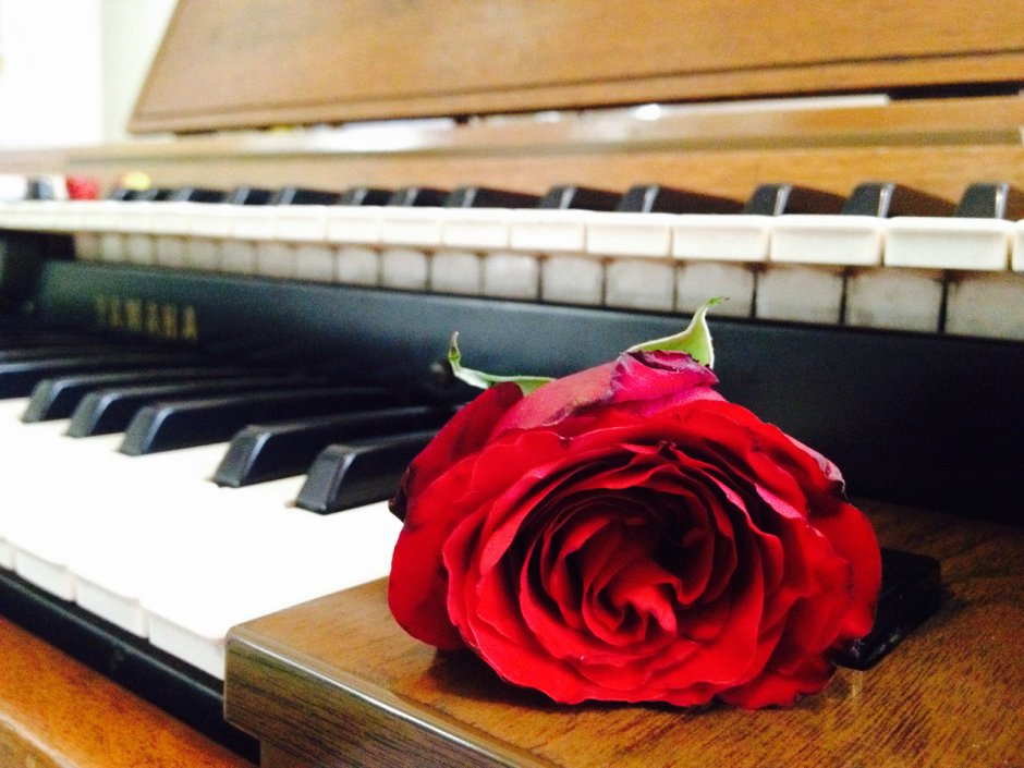 Пианино и роза Готика