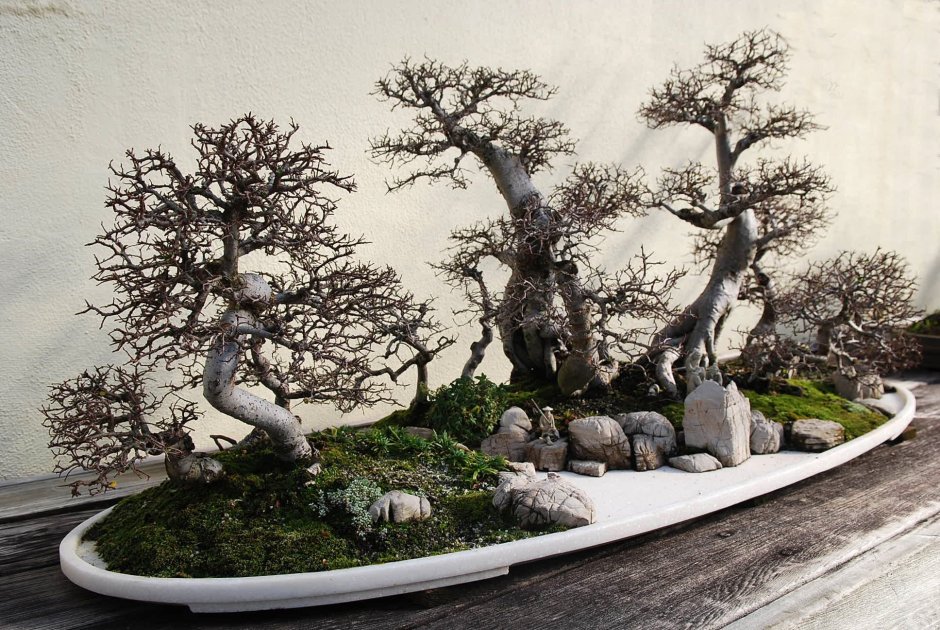 Японский сад дерево Банзай