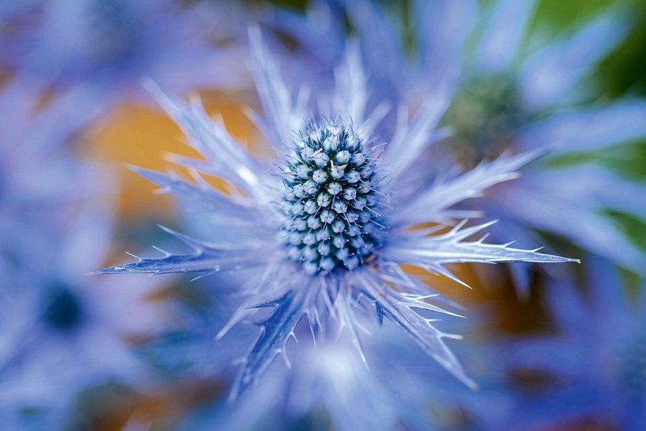 Eryngium alpinum Blue Star