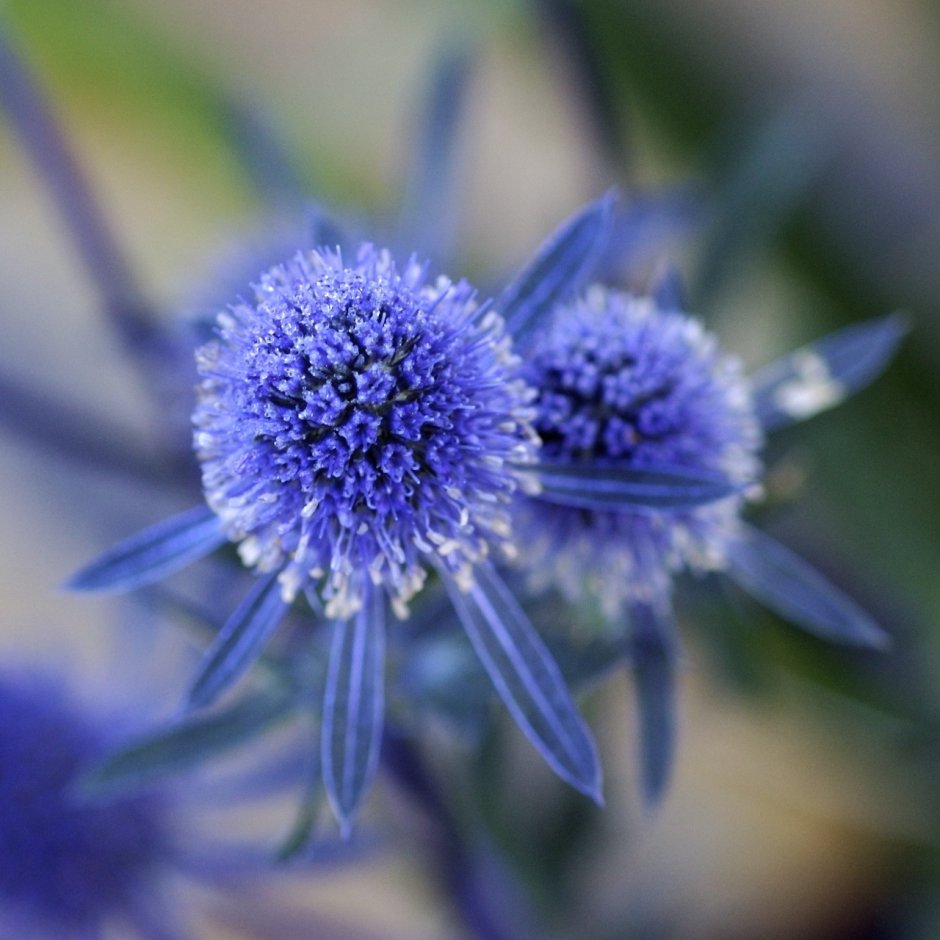 Цветок синий синеголовник
