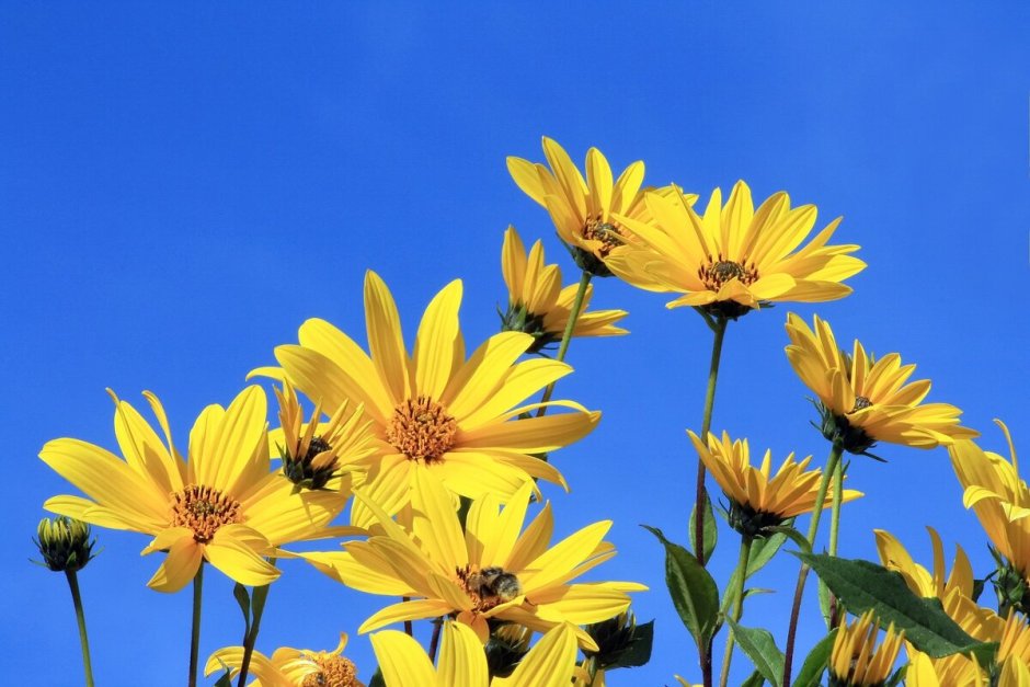 Желтые цветы на голубом небе