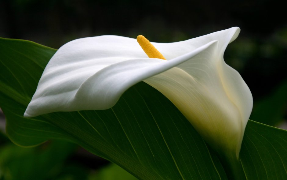 Белая Калла цветок