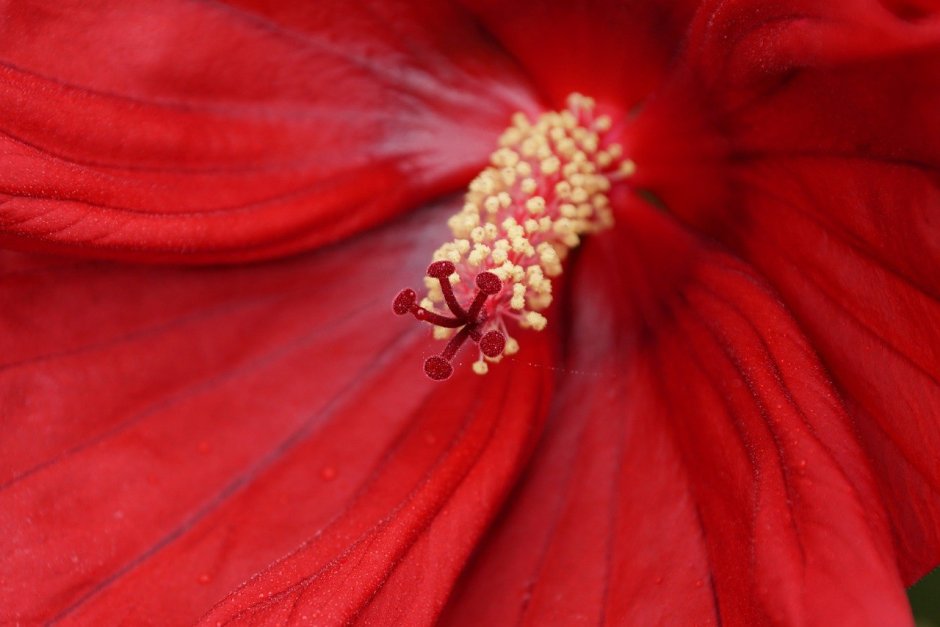 Красный цветок с большим пестиком