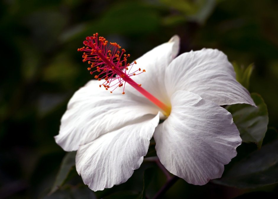 Гибискус Альба цветок