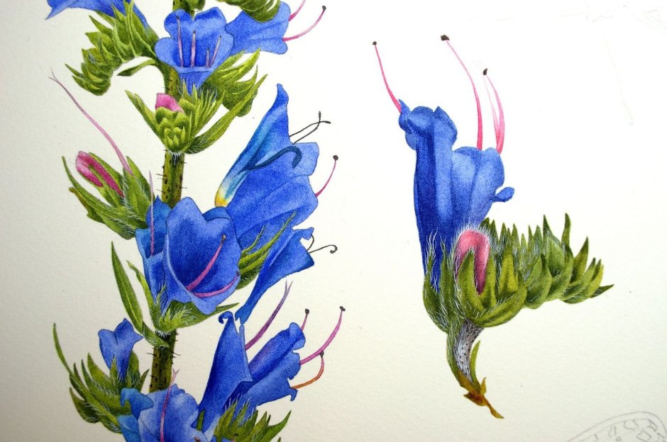 Ботаническая иллюстрация синяк обыкновенный