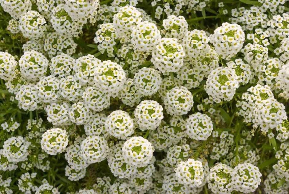 Маленькие белые цветы пахнут медом