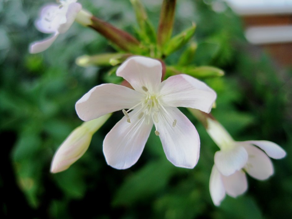 Белый цветок с маленькими лепестками