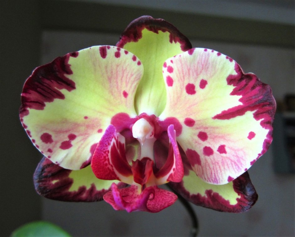 Микки Кроун Орхидея фото варианты цветения