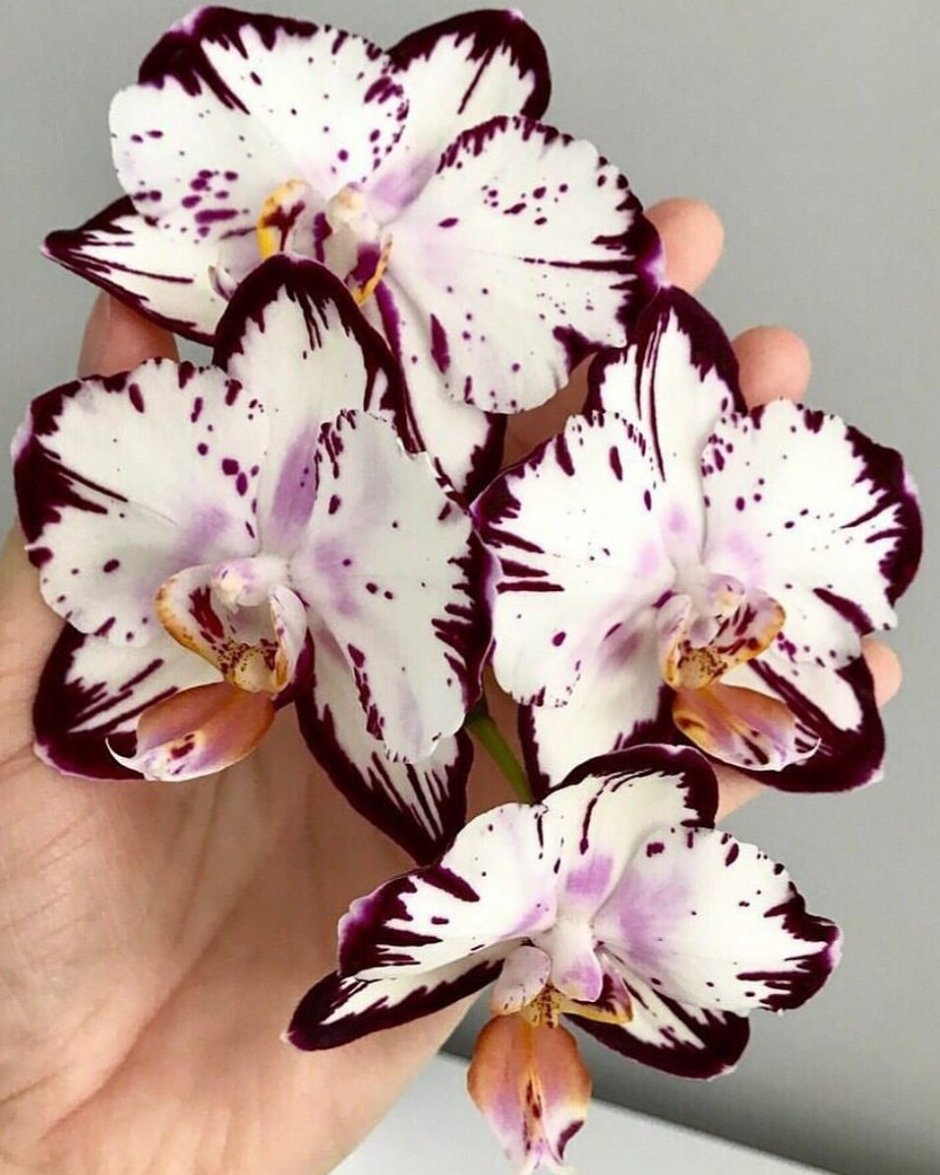 . Phal ever Spring Орхидея