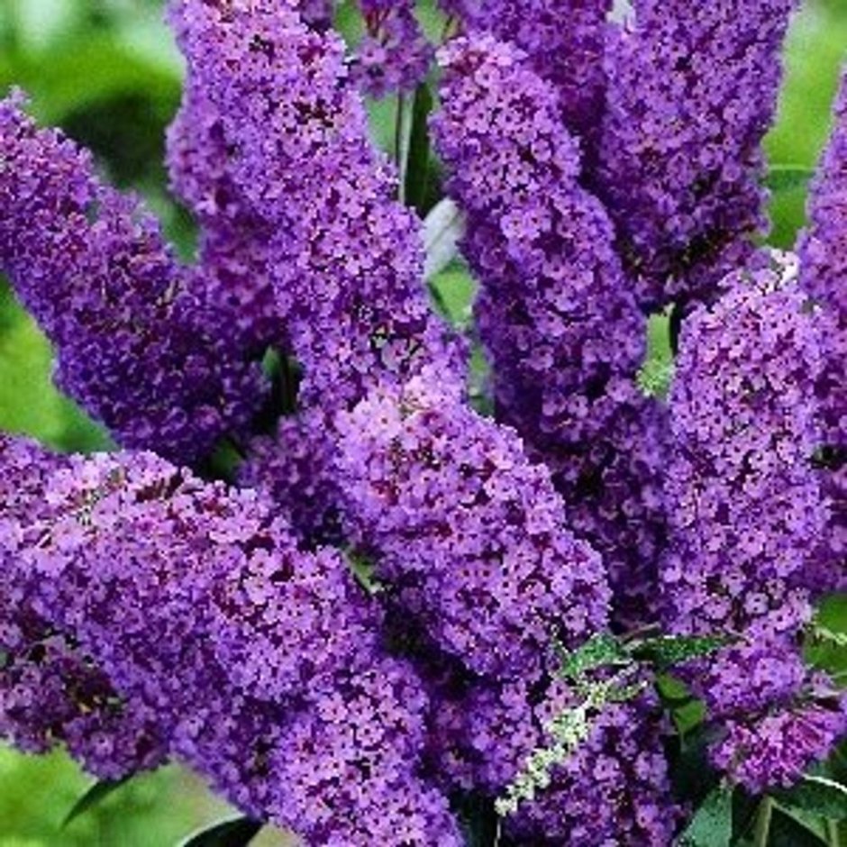 Многолетние цветы фиолетового цвета