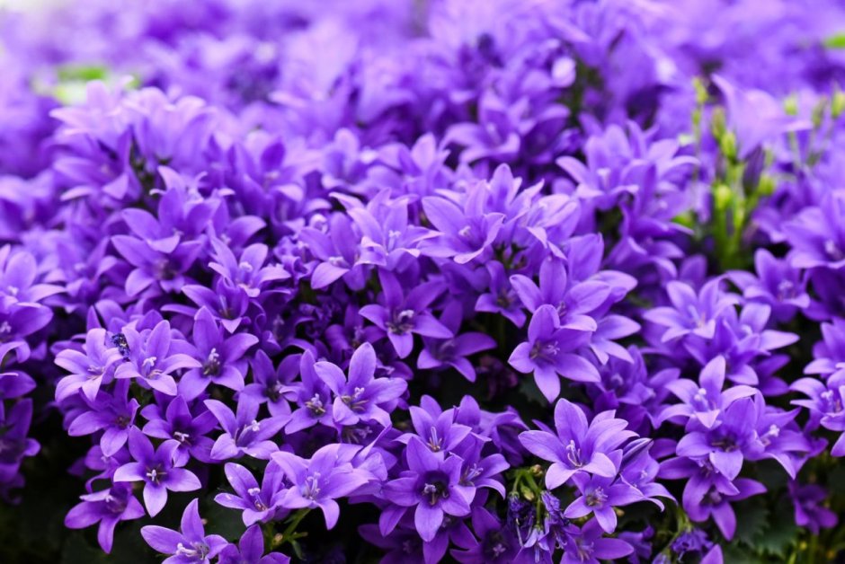 Фиолетовые цветы низкорослые