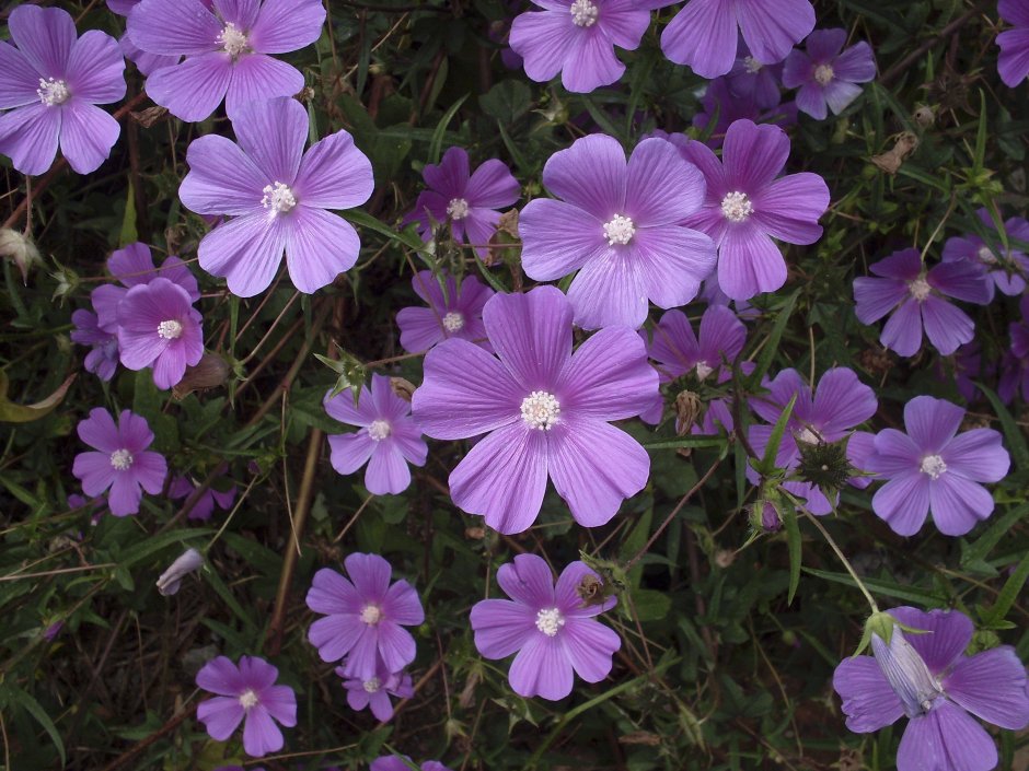 Цветок мокрица фиолетовая