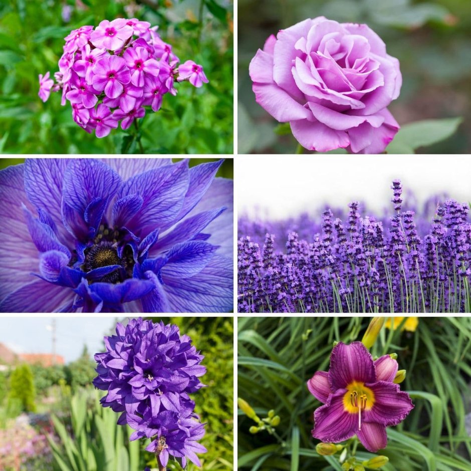 Неприхотливые многолетники фиолетовые цветы