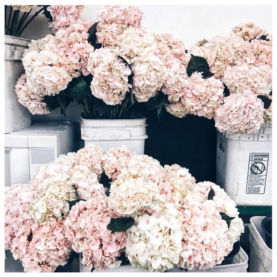 Фотографии для Инстаграм цветы