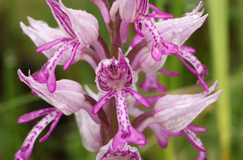 Ятрышник шлемоносный (Orchis militaris),