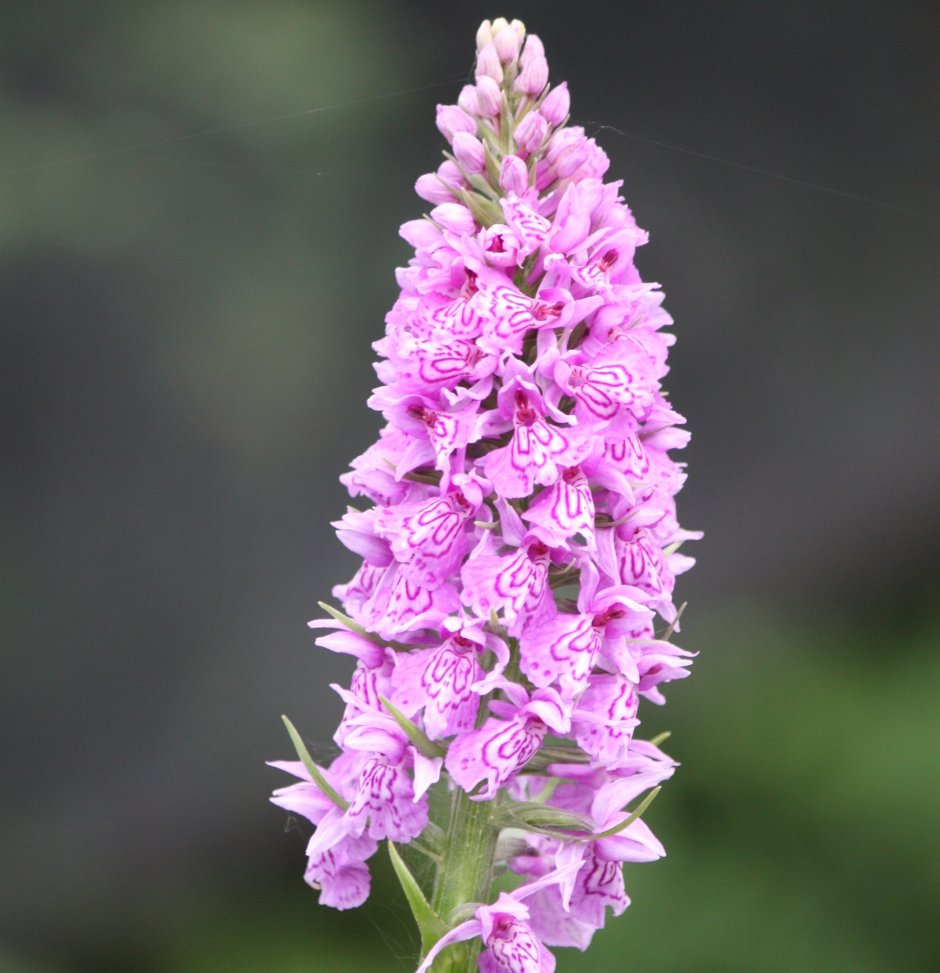 Dactylorhiza fuchsii