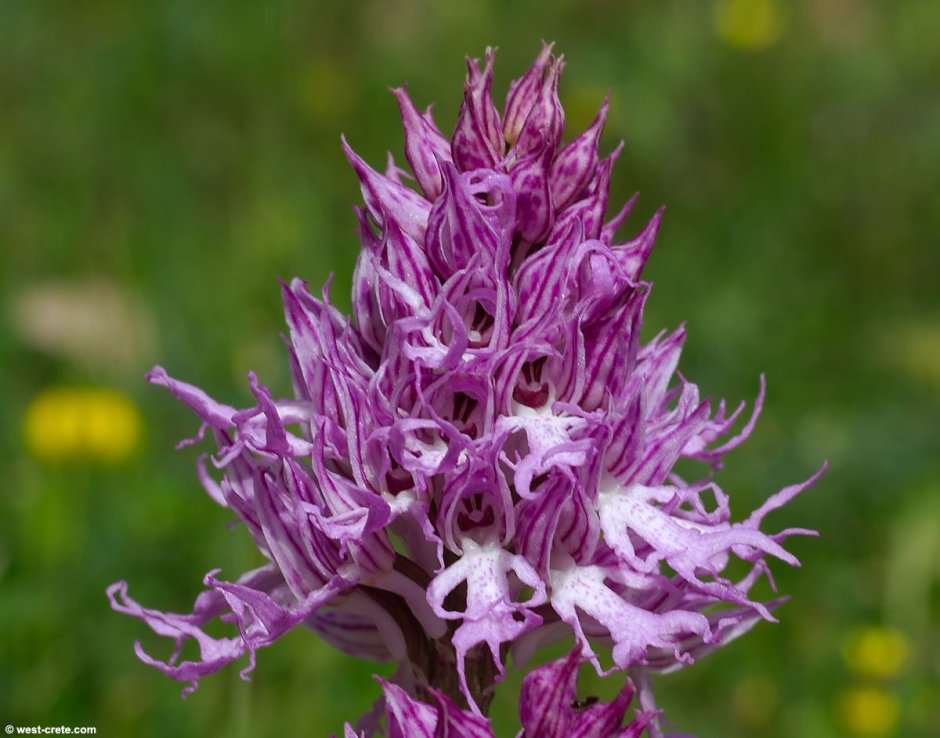 Ятрышник итальянский (Orchis Italica)