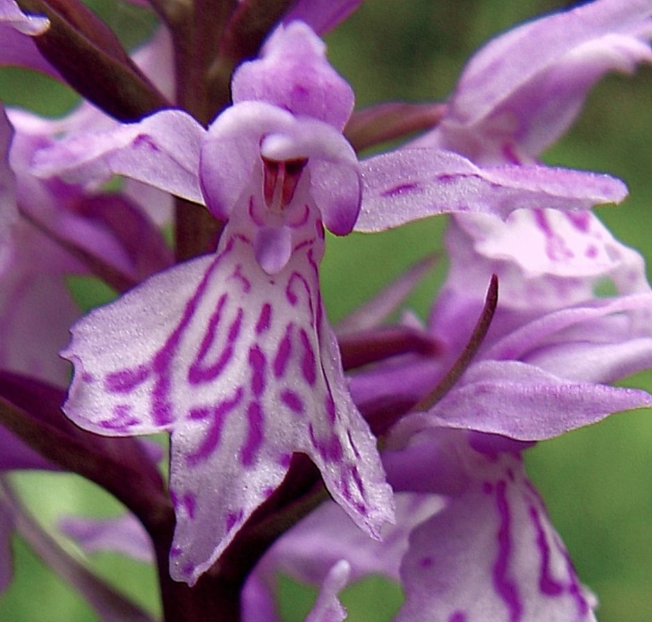 Dactylorhiza maculata