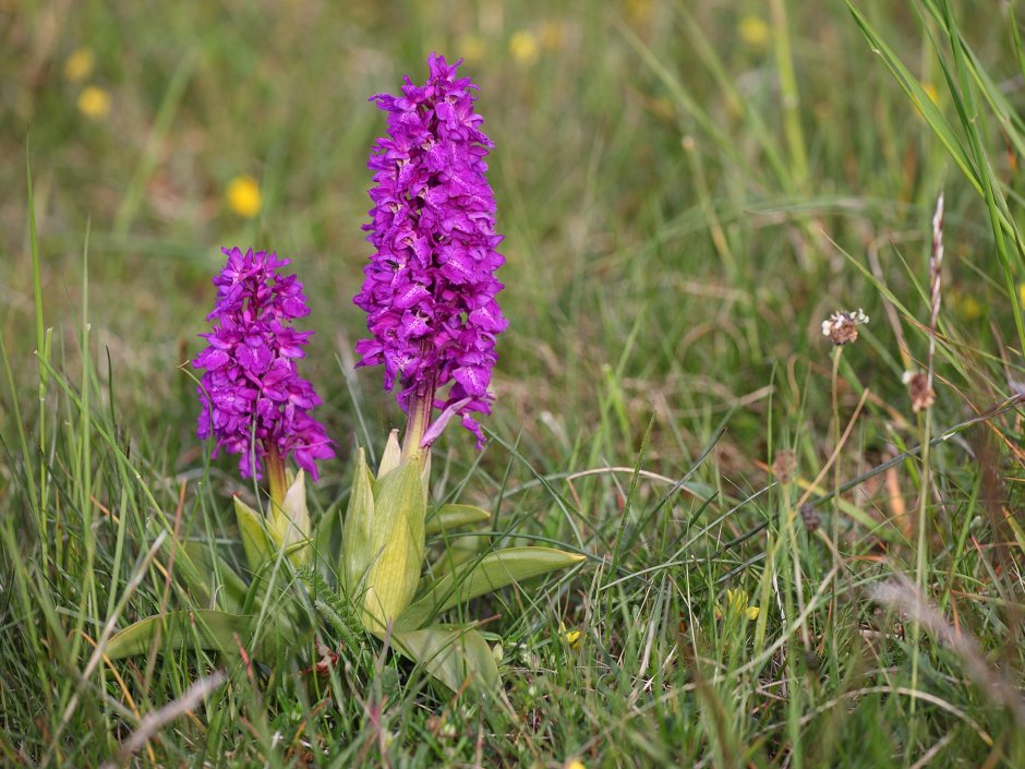 Ятрышник мужской Orchis mascula