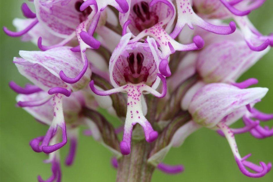 Ятрышник итальянский (Orchis Italica)