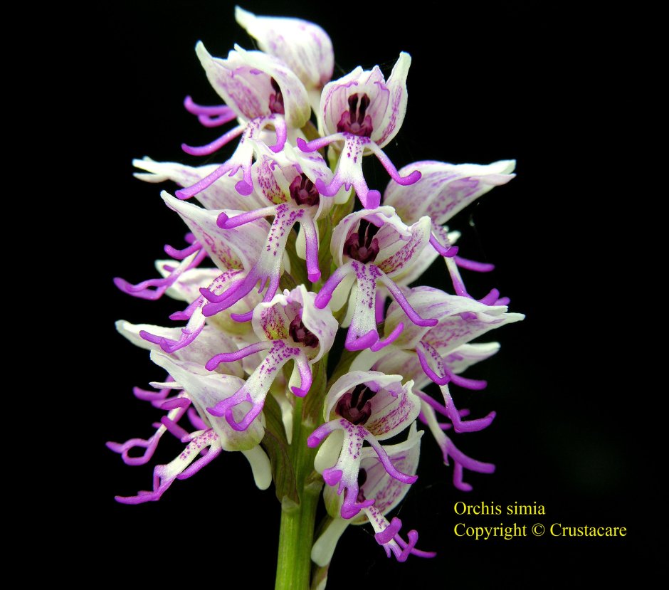 Ятрышник, Орхис (Orchis) cем. Орхидные растение цветок