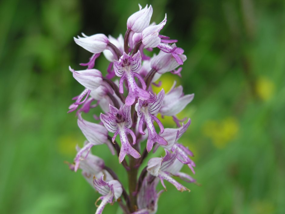 Orchis militaris