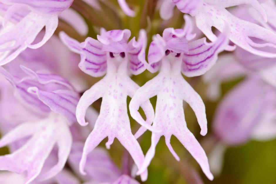 Ятрышник итальянский (Orchis Italica)