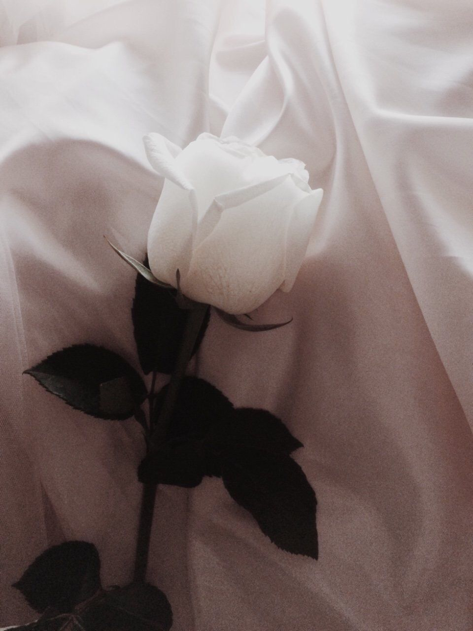 Черная и белая роза Эстетика