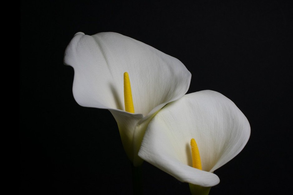 Белые цветы смерти