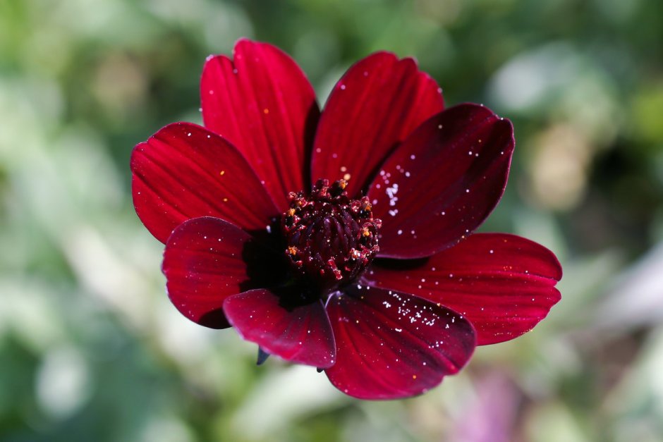 Шоколадная космея (Cosmos atrosanguineus)