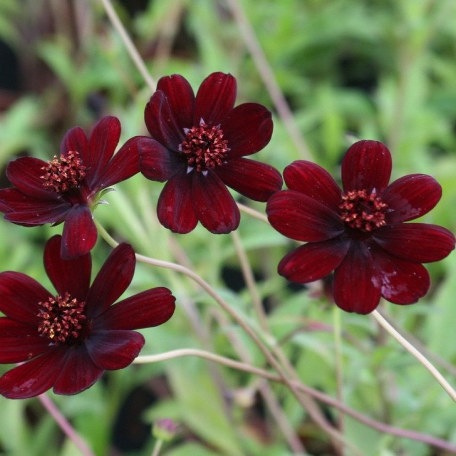 Шоколадная космея (Cosmos atrosanguineus)