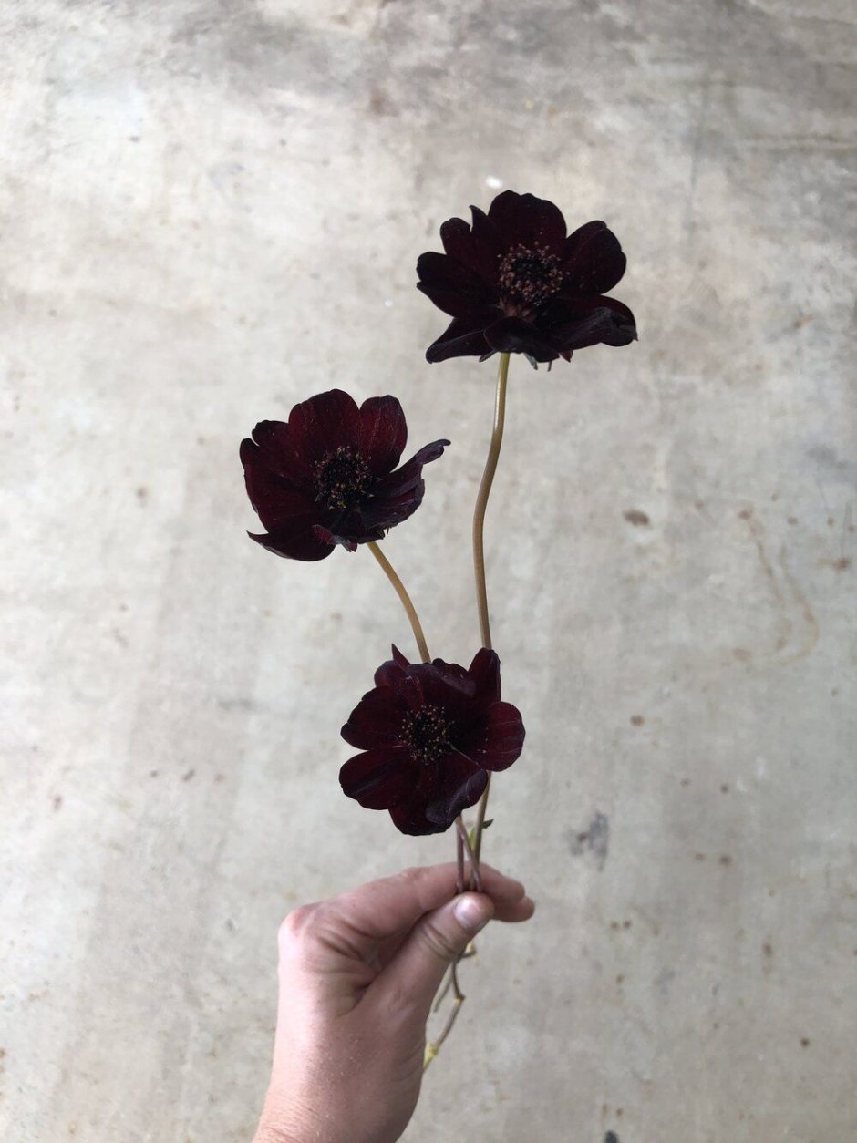Cosmo Flower Dark