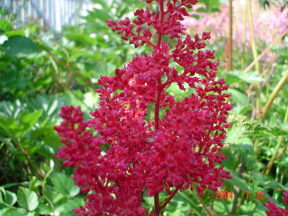 Астильба (Astilbe Montgomery)