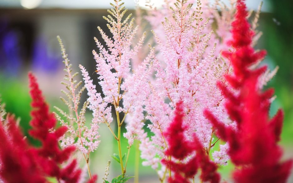 Астильба Давида Astilbe davidii