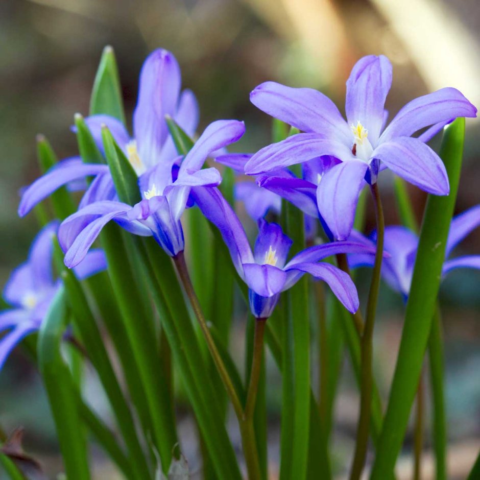 Chionodoxa luciliae Blue