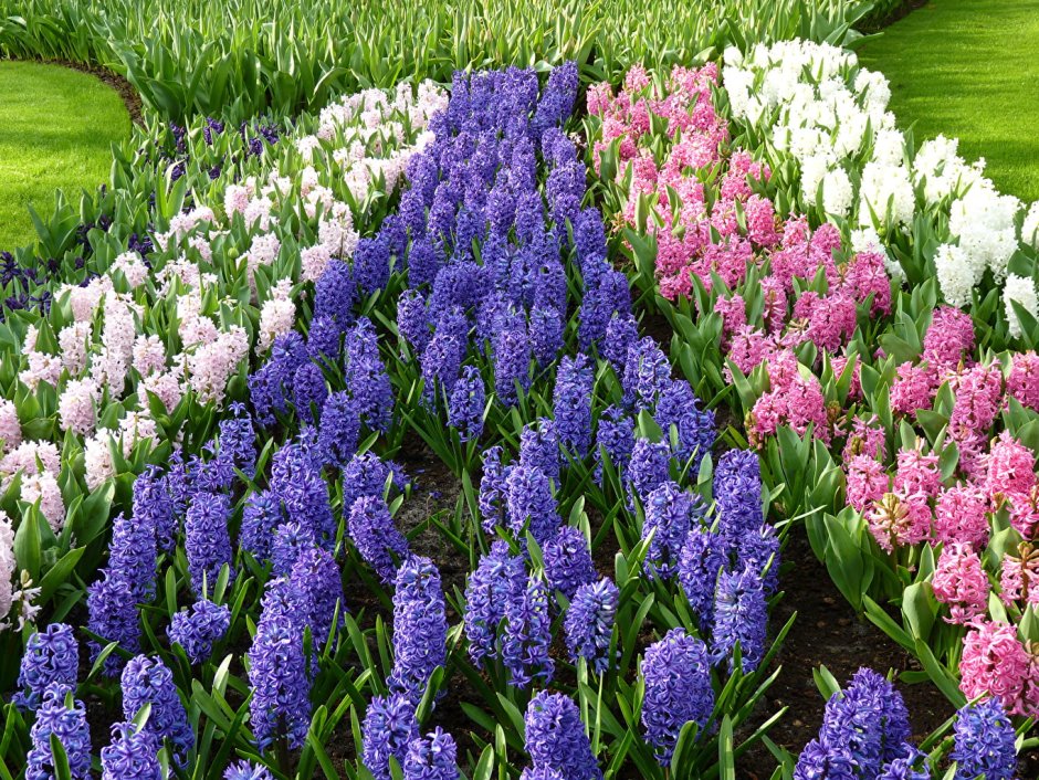 Keukenhof Hyacinthus