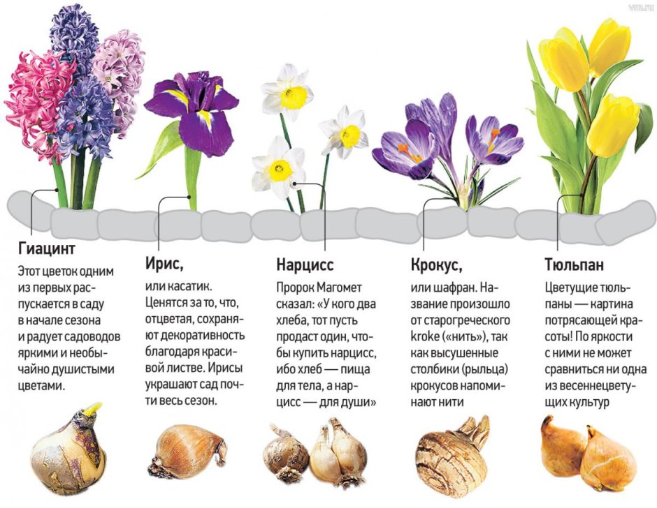 Схема посадки луковичных цветов