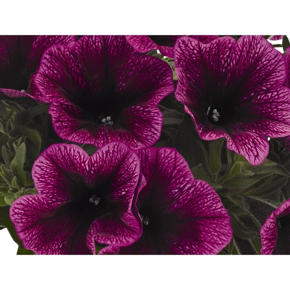 Петуния Petunia Sweetunia Purple Gem