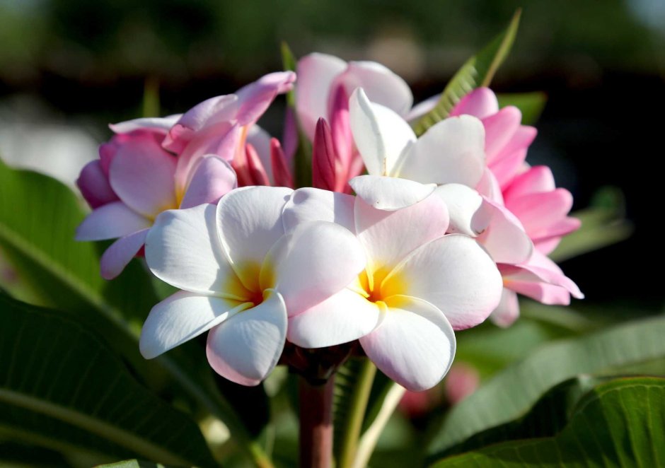 Plumeria rubra Lovely Colours