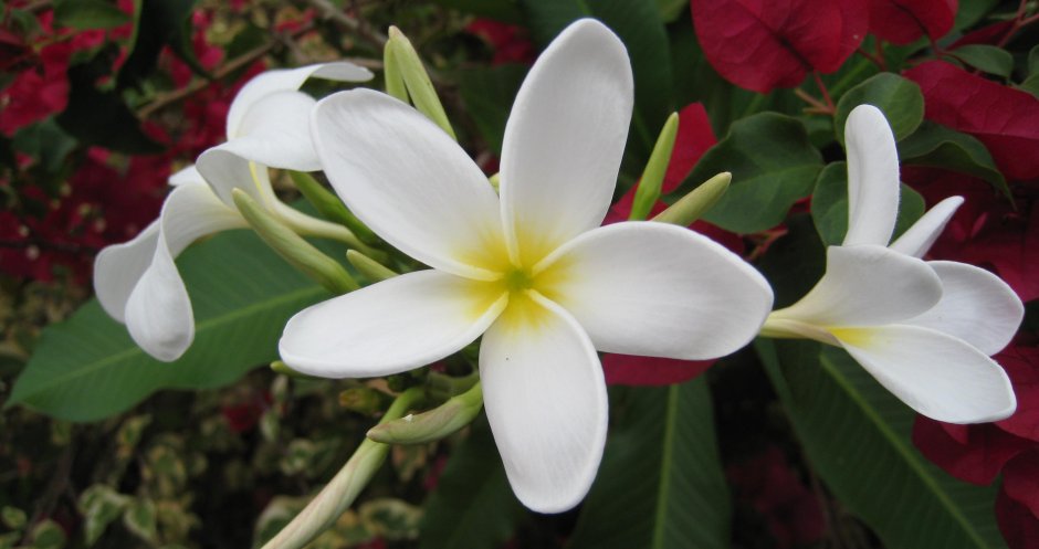 Плюмерия - Plumeria d12 h20