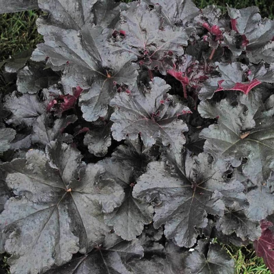 Гейхера Heuchera Black Pearl