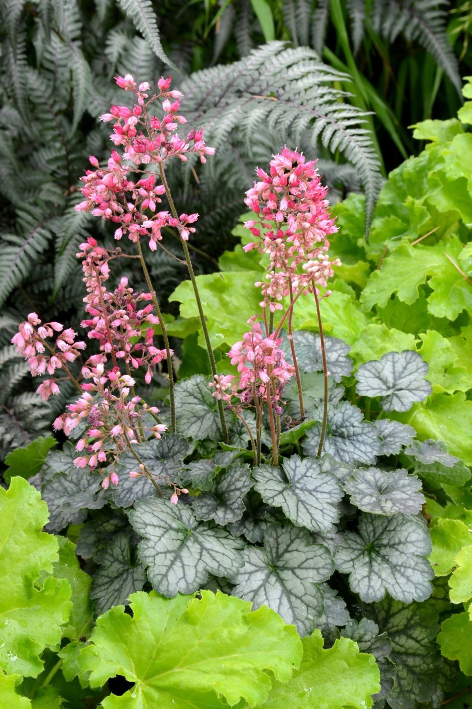 Гейхера Heuchera Peppermint Spice