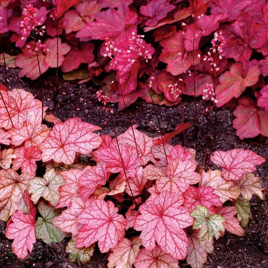 Гейхера гибридная (Heuchera hybrida)