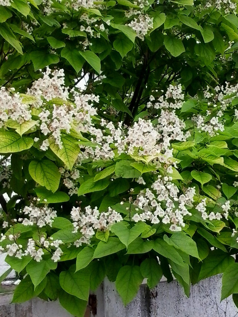 Катальпа бигнониевидная (Catalpa bignonioides)