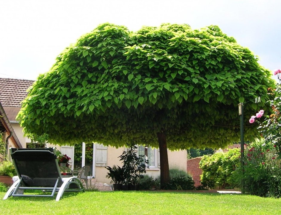 Катальпа бигнониевидная (Catalpa bignonioides)