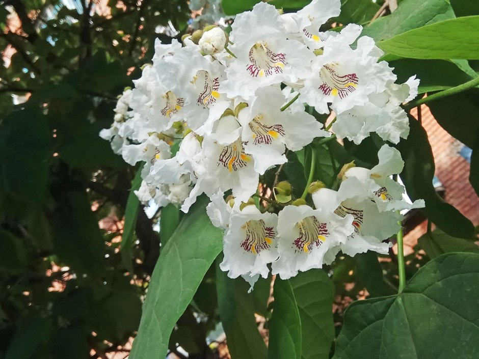 Катальпа бигнониевидная (Catalpa bignonioides)