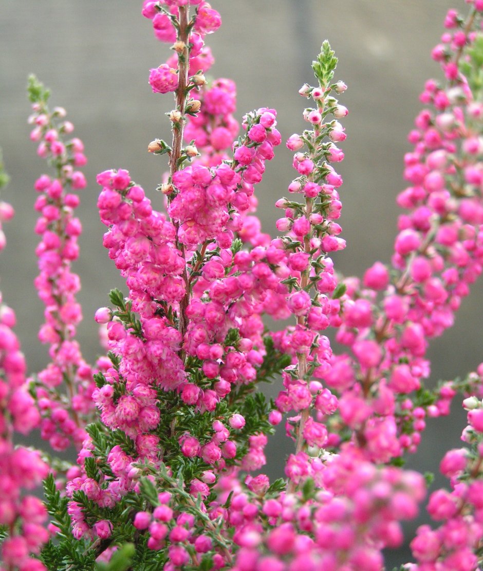 Вереск обыкновенный (Calluna vulgaris)