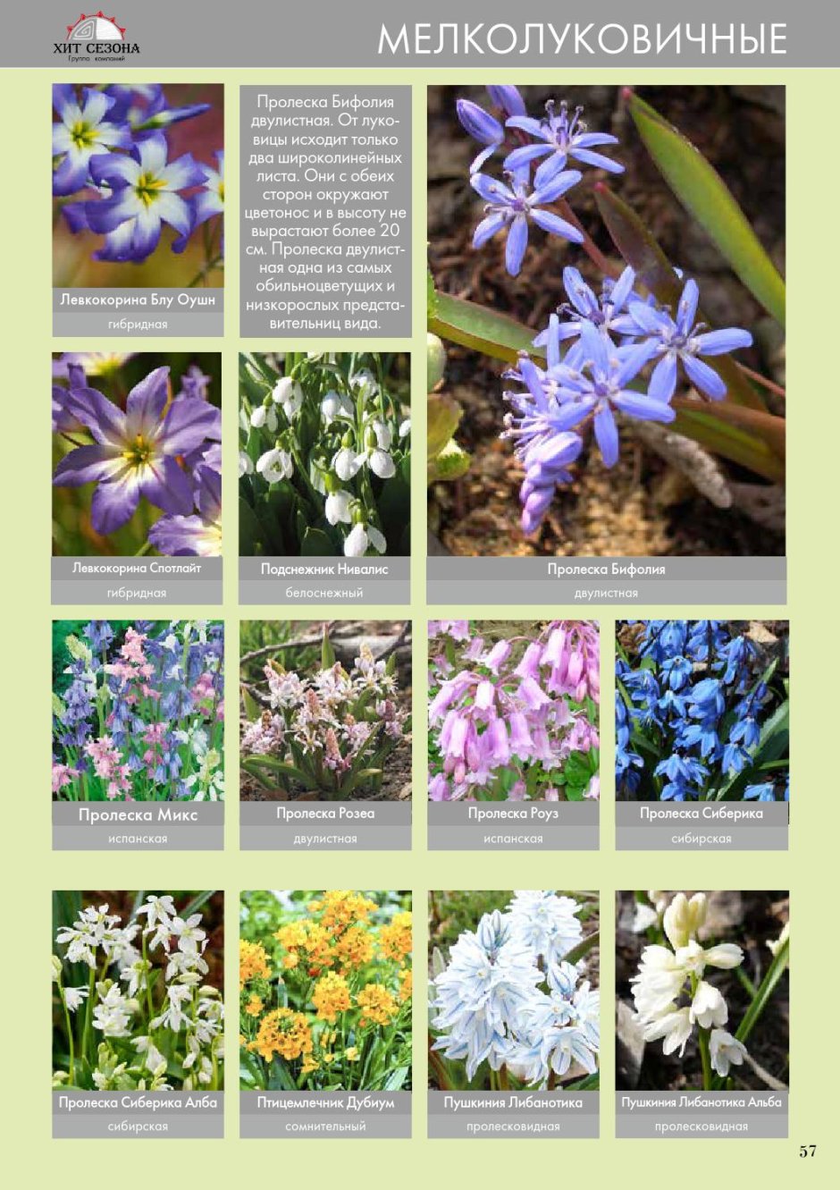 Мелколуковичные цветы каталог с фотографиями и названиями