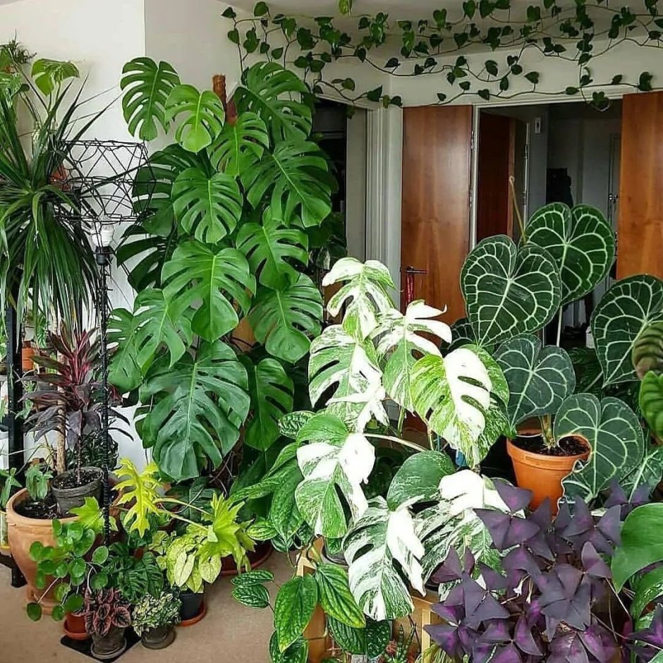 Коллекция комнатных растений