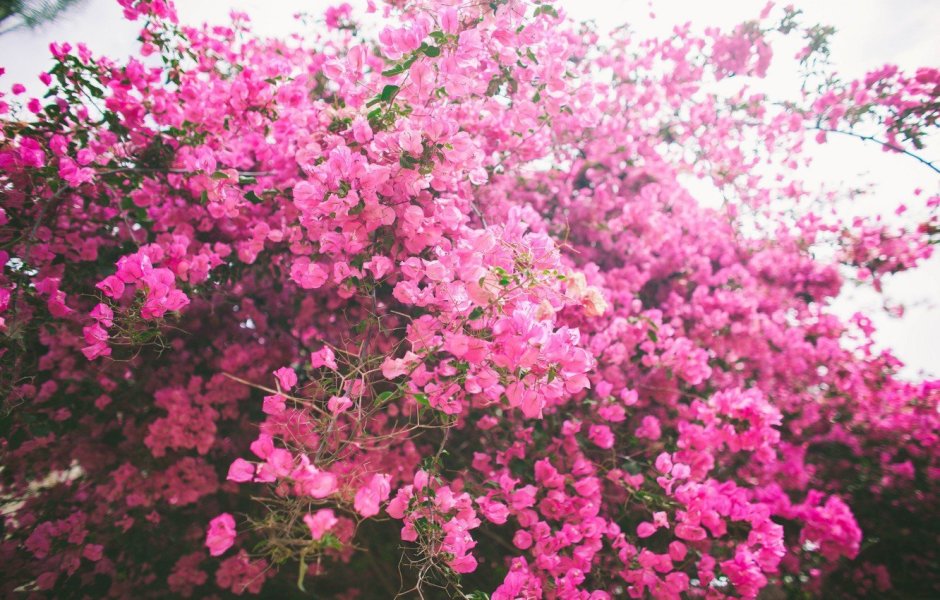 Розовый кустарник